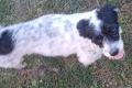Spike, a.d.Tierschutz, sucht liebes Happy-Home
