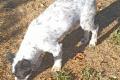 Spike, a.d.Tierschutz, sucht liebes Happy-Home