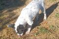 Spike, a.d.Tierschutz, sucht liebes Happy-Home