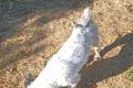 Spike, a.d.Tierschutz, sucht liebes Happy-Home