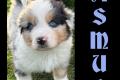 Standard Australian Shepherd-Welpen suchen ihr 