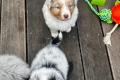 Standard Australian Shepherd-Welpen suchen ihr 