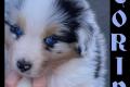 Standard Australian Shepherd-Welpen suchen ihr 
