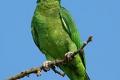 Suche Papagei (Kakadu oder Grau Papagei oder Amazonen