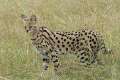 Suche Serval Katze