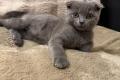 Süße BKH Kitten in der Farbe blue suchen ein neues zu Hause!