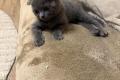 Süße BKH Kitten in der Farbe blue suchen ein neues 