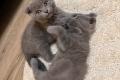 Süße BKH Kitten in der Farbe blue suchen ein neues 