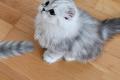 Süsse Flauschekaterli/Kitten