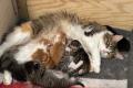S&uuml;sse junge Kitten, K&auml;tzchen , Katzen, B&uuml;sis zu vergeben