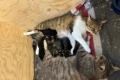 Süsse junge Kitten, Kätzchen , Katzen, Büsis zu 
