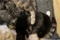 Süsse junge Kitten, Kätzchen , Katzen, Büsis zu 