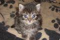 Süße Maine Coon Kitten