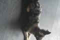 Süßer Chihuahua Bub Langhaar Rüde Welpe sucht 