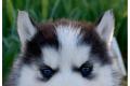 Super nette Siberian Husky Babys in der seltenen Farbe sofort abz