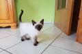 Thaikater alte Art der Siam, Kater, Kitten, Siamkatze