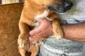 Toby, a.d.Tierschutz, sucht liebes Zuhause