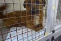 Toby, a.d.Tierschutz, sucht liebes Zuhause