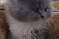 Traumhaft schöne Britisch Langhaar Kitten mit Papiere