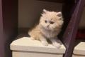 Traumhaft schöne Britisch Langhaar Kitten mit 