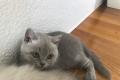 Traumhaft schöne Britischkurzhaar-Kitten mit 