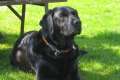 Traumhund Labrador Mix sucht neues zu Hause