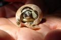 Tunesisches Landschildkrötenpärchen mit Baby