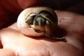 Tunesisches Landschildkrötenpärchen mit Baby