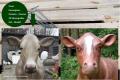 Unser Holstein - Friesian Kuh lebensgroß  - 3D Modell erkennt man