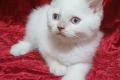 Unsere Amy sucht ein Zuhause!