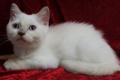 Unsere Amy sucht ein Zuhause!