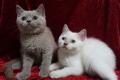 Unsere Kitten suchen ein Traumzuhause! abgabebereit!