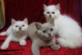 Unsere Kitten suchen ein Traumzuhause! abgabebereit!