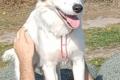 Vale, a.d.Tierschutz, sucht Happy-Home
