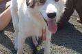 Vale, a.d.Tierschutz, sucht Happy-Home