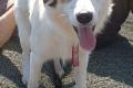 Vale, a.d.Tierschutz, sucht Happy-Home