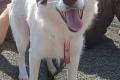 Vale, a.d.Tierschutz, sucht Happy-Home