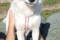 Vale, a.d.Tierschutz, sucht Happy-Home