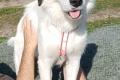 Vale, a.d.Tierschutz, sucht Happy-Home
