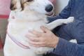 Vale, a.d.Tierschutz, sucht Happy-Home