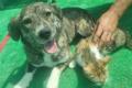 Valentina, a.d.Tierschutz, sucht dringend neues Zuhause