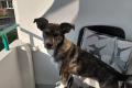 Valentina, a.d.Tierschutz, sucht dringend neues 
