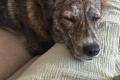 Valentina, a.d.Tierschutz, sucht dringend neues 