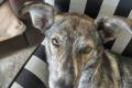 Valentina, a.d.Tierschutz, sucht dringend neues 