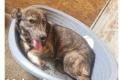 Valentina, a.d.Tierschutz, sucht glückliches zuhause