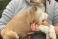 Valerio, a.d.Tierschutz, sucht liebes Happy-Home