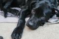 Vega, a.d.Tierschutz, sucht liebes Zuhause