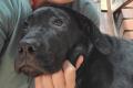 Vega, a.d.Tierschutz, sucht liebes Zuhause