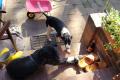 Vega, a.d.Tierschutz, sucht liebes Zuhause