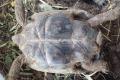 Verkaufe 2 Maurische Landschildkröten -Testudo 